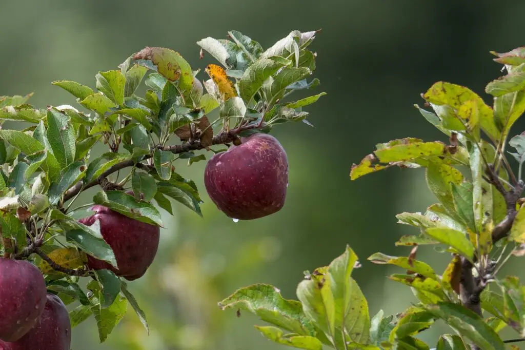 apple, fruit, tree-7739714.jpg